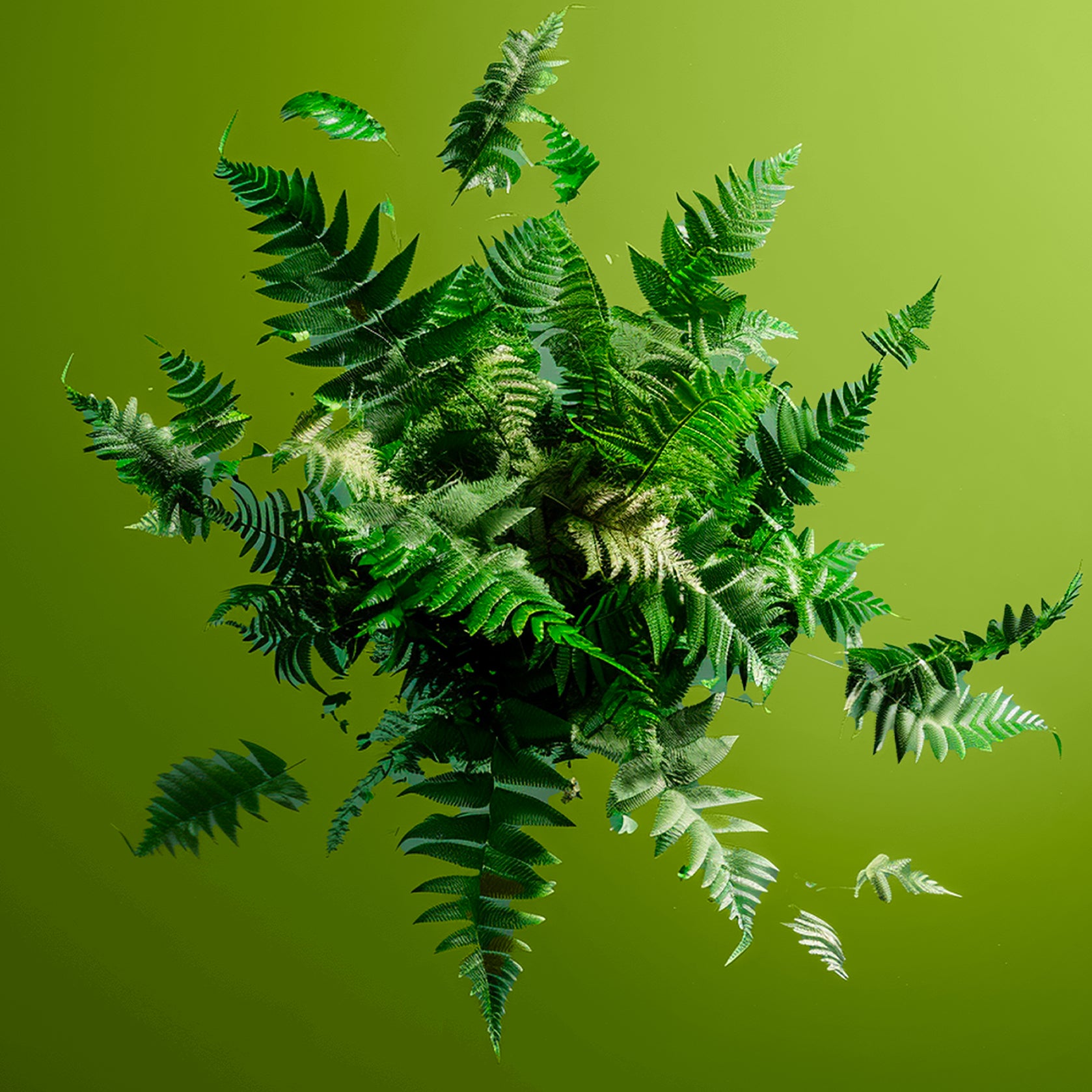 Accord Fougère. Photographie d’un  bouquet de fougères vertes luxuriantes avec différentes nuances de vert, donnant un effet de profondeur. 