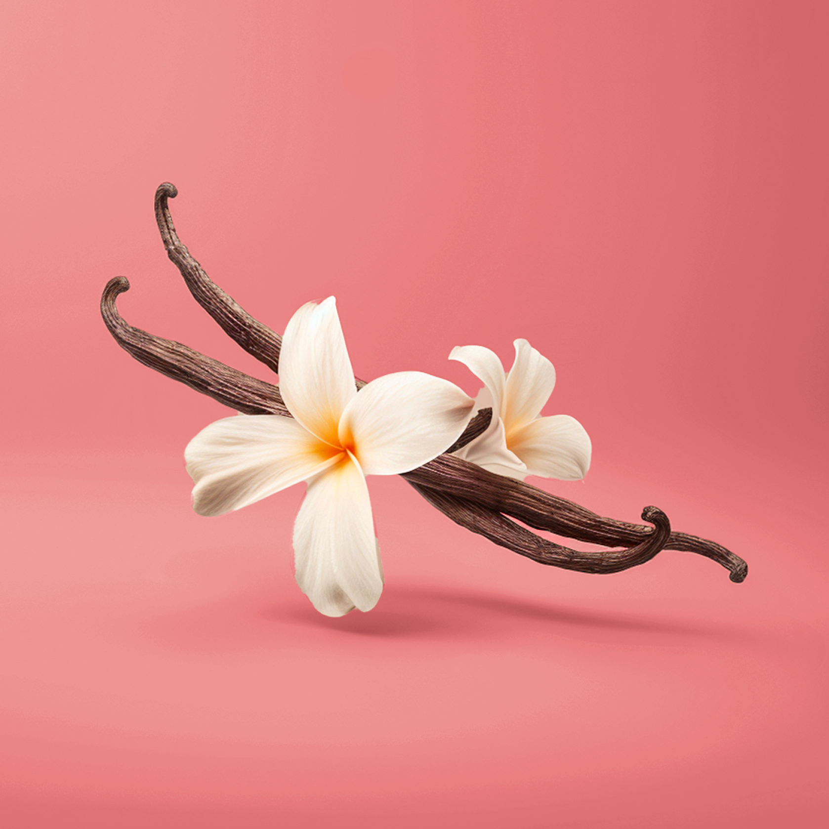 Accord de vanille. Sont représenté une photographie de 2 gousses de vanille brun foncé croisées sur un fond rose. En leurs centre 2  fleur de vanille blanche avec un coeur jaune. 